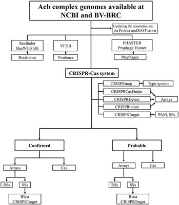 A bioinformatic approach to identify confirmed and probable CRISPR–Cas systems in the Acinetobacter calcoaceticus–Acinetobacter baumannii complex genomes